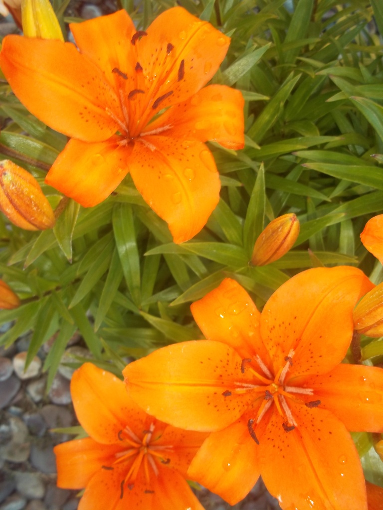 Orange Blooms by jnadonza