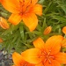 Orange Blooms by jnadonza