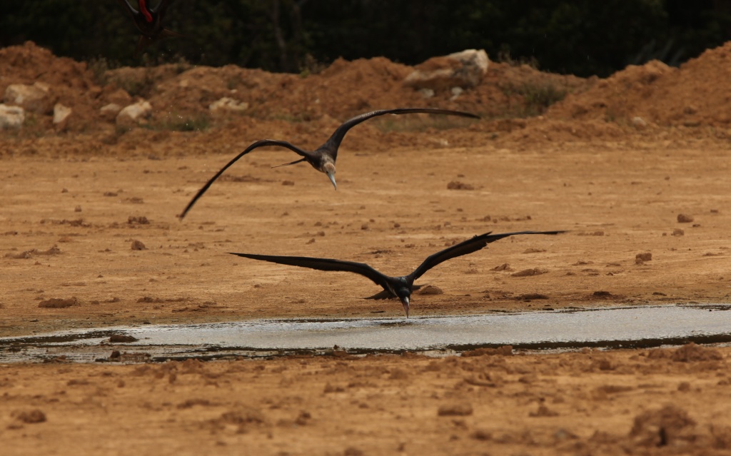 Frigate birds drinking in formation - Phosphate mining site by lbmcshutter