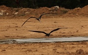 25th Jun 2011 - Frigate birds drinking in formation - Phosphate mining site