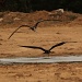 Frigate birds drinking in formation - Phosphate mining site by lbmcshutter