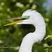 Great White Egret by twofunlabs