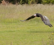 23rd Jun 2011 - Vulture Swooping