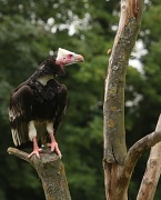 23rd Jun 2011 - Vulture Perching