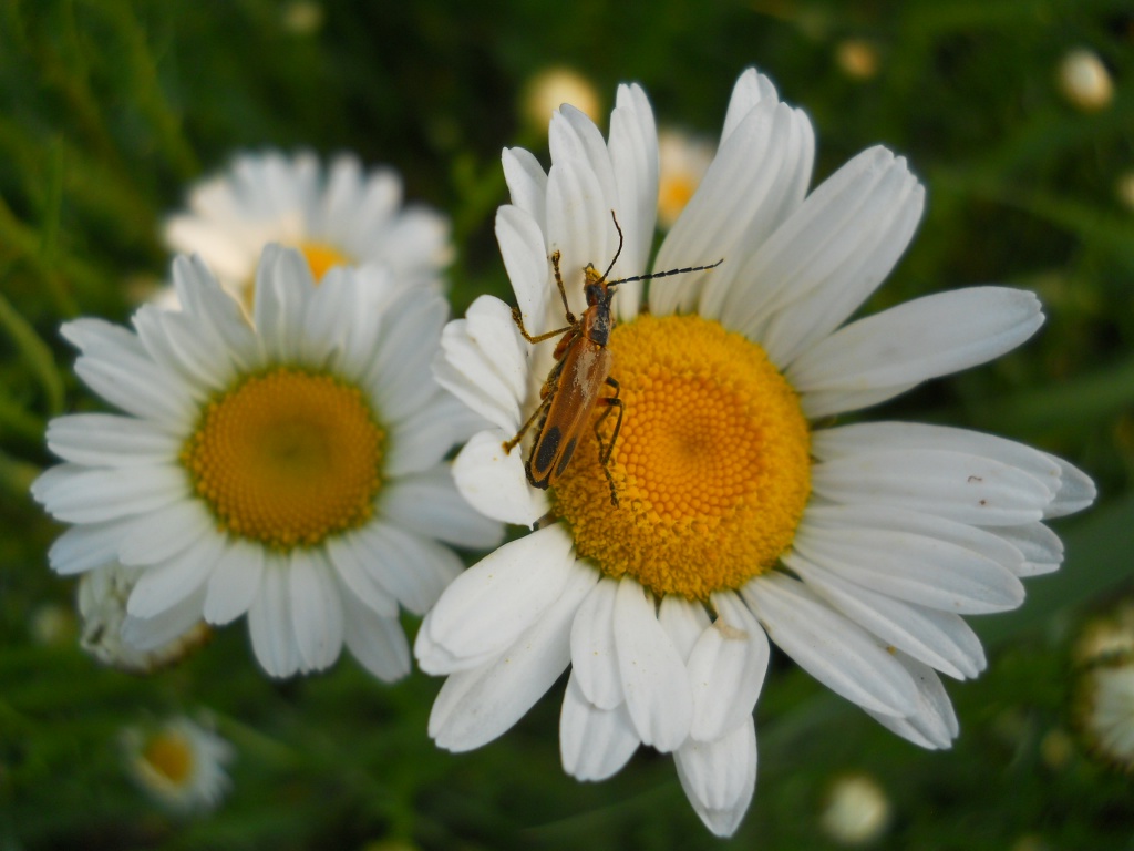 Snug as a bug on a daisy by mittens