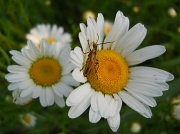 25th Jun 2011 - Snug as a bug on a daisy