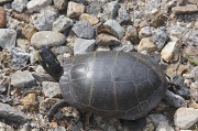 21st Jun 2011 - Painted Turtle