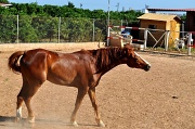 25th Jun 2011 - Frisky Horse