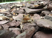 25th Jun 2011 - Hello Mr. Toad