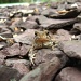 Hello Mr. Toad by olivetreeann