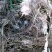 Nest from Gutter 6.25.11  by sfeldphotos