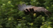 24th Jun 2011 - Then a vulture flew past at close quarters!
