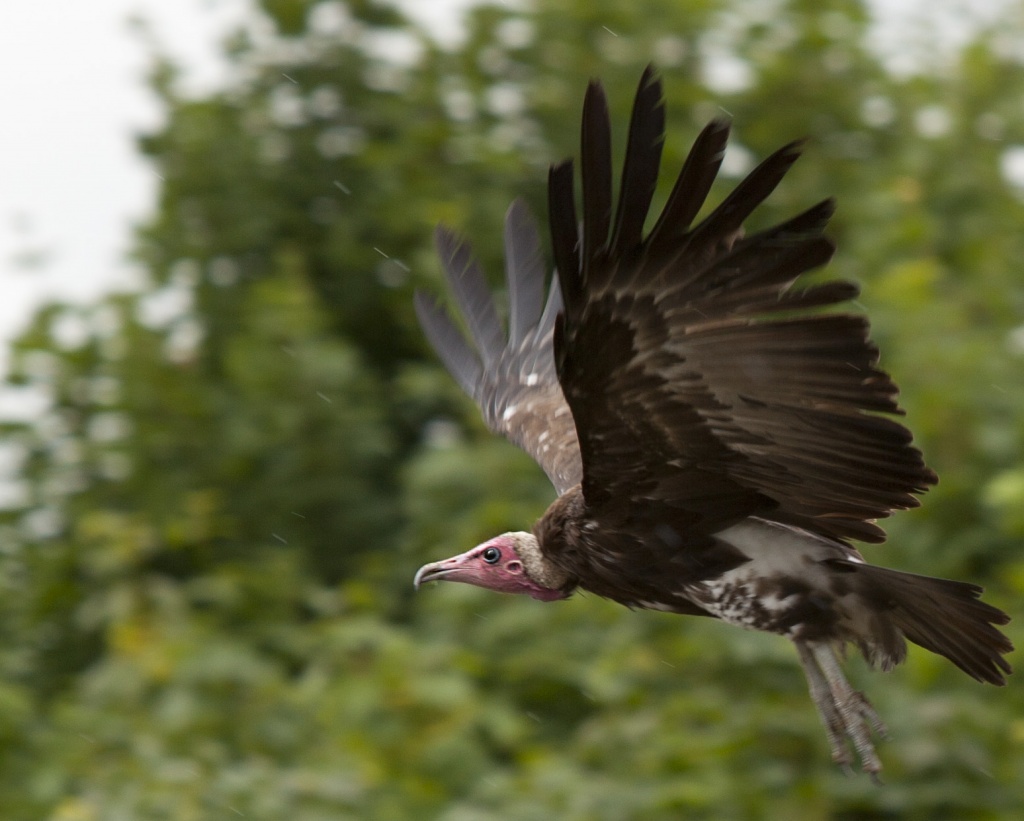Vulture Fly Past by netkonnexion