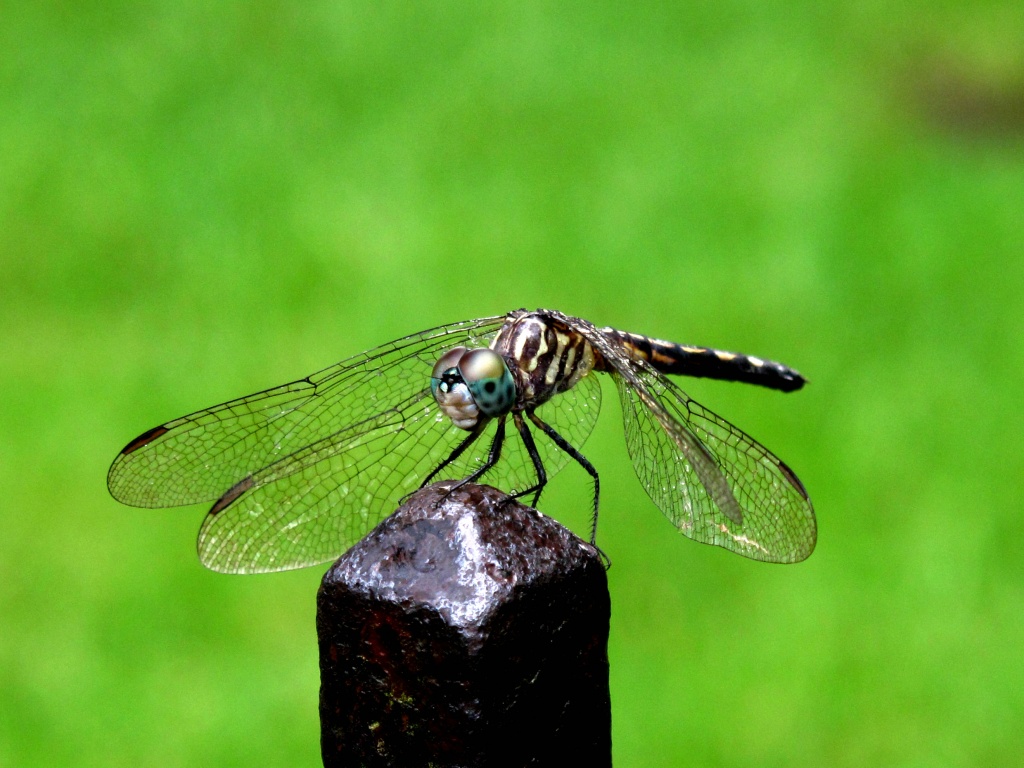 Dragonfly by lisaconrad