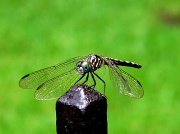 25th Jun 2011 - Dragonfly