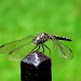 Dragonfly by lisaconrad