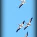 Pelican flight by madamelucy