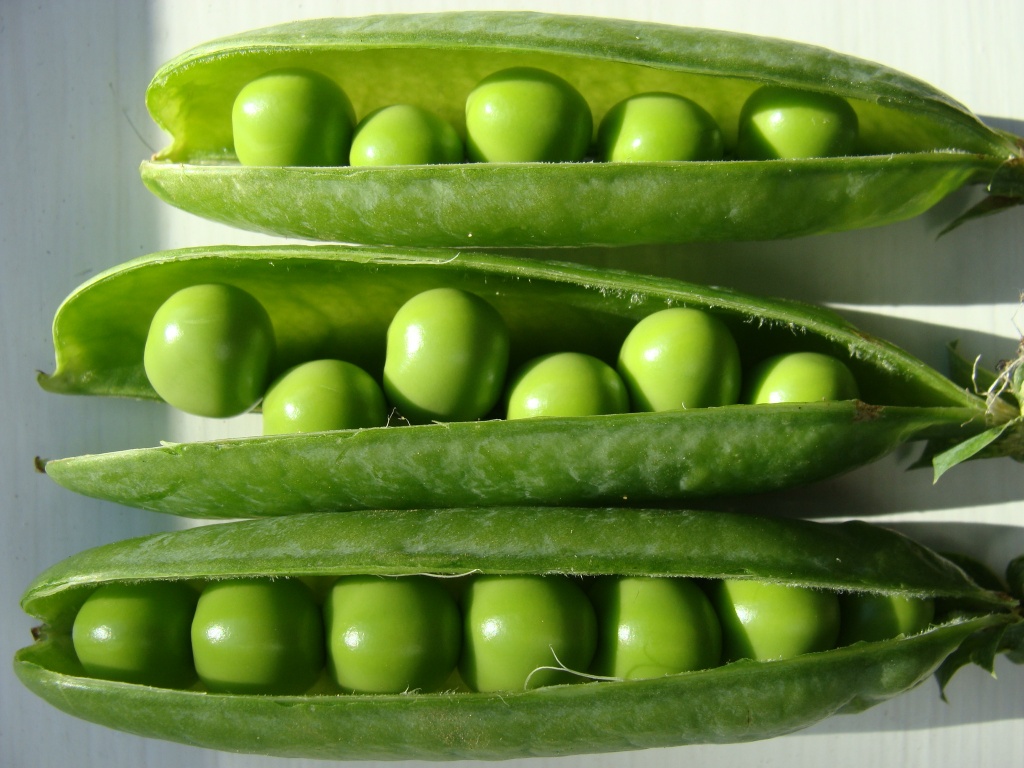 Peas by busylady