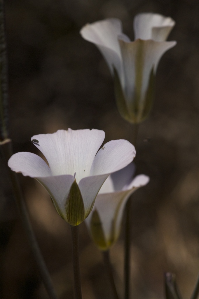 Mariposa Lily by robv