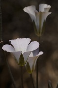21st Jun 2011 - Mariposa Lily
