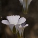 Mariposa Lily by robv