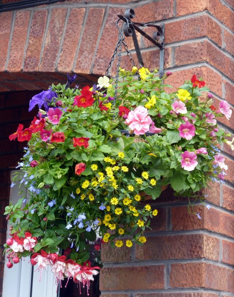 Same Hanging Basket - In Full Bloom by phil_howcroft
