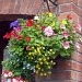 Same Hanging Basket - In Full Bloom by phil_howcroft