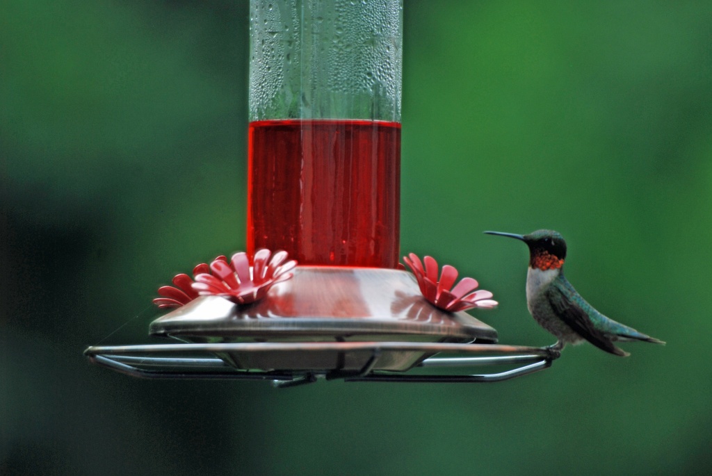 Love watching the hummingbirds on my feeder. by graceratliff