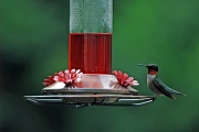 26th Jun 2011 - Love watching the hummingbirds on my feeder.