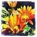 Orange Flowers  by andycoleborn