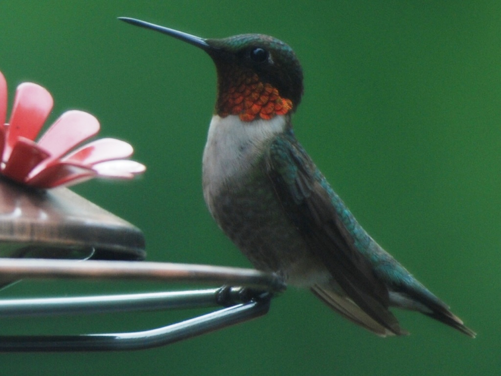 Ruby Throated Hummingbird by graceratliff