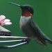 Ruby Throated Hummingbird by graceratliff