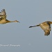Sand Hill Cranes Flying by twofunlabs