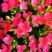 Pink Flowers by grannysue