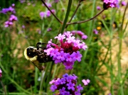 26th Jun 2011 - Bee Gathering Nectar