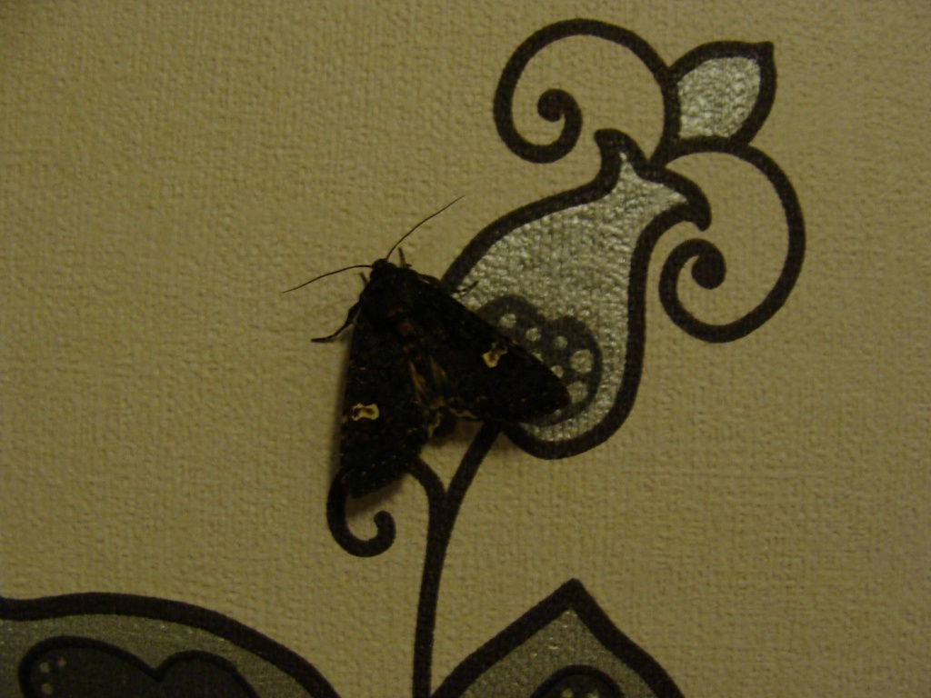 Moth with matching wallpaper by busylady