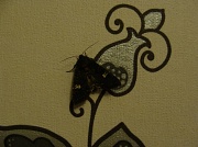 27th Jun 2011 - Moth with matching wallpaper
