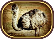 29th Jun 2011 - Emu or Ostrich?