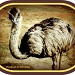Emu or Ostrich? by vernabeth