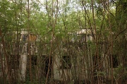 27th Jun 2011 - Consumed by jungle - The Virgin's Quarters ......