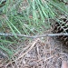 Pine Needles and Cones 6.27.11 by sfeldphotos