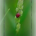 Lady Bug by bluemoon