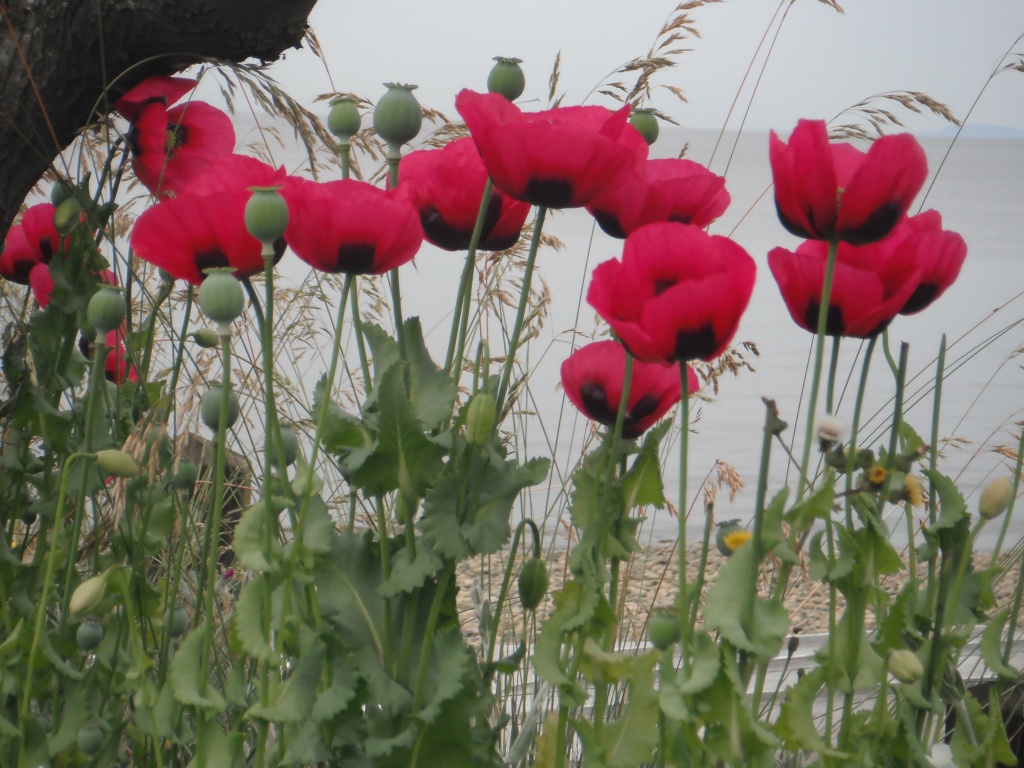 Poppies- Past, Present, Future by pamelaf