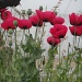 Poppies- Past, Present, Future by pamelaf
