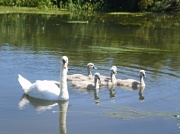 26th Jun 2011 - Swan family.