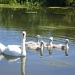 Swan family. by snowy