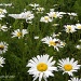A Sea of Daisies and Bugs by sunnygreenwood