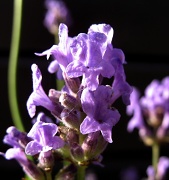 27th Jun 2011 - Lavender