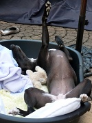 27th Jun 2011 - Not Very Lady Like for a whippet !!