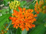 27th Jun 2011 - Butterfly Weed